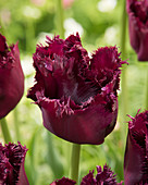 Tulipa Gorilla