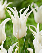 Tulipa 'TL 007-2' - lilienblütige, weiße Tulpe