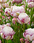 Tulipa 'Double Surprise'