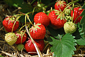 Erdbeeren an der Pflanze