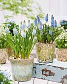 Muscari 'BM 27'