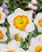 Narcissus 'Gentle Giant'