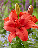 Lilium 'Cascavel'