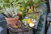 Herbst Dekoration mit Knospenheide und Kürbissen