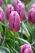 Tulipa 'Copex'