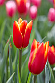 Rote Tulpe 'World's Favourite' mit gelbem Rand