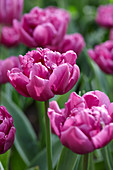 Tulipa Double Flag