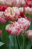 Tulipa '17th Century'