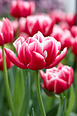 Tulipa 'Columbus' ®