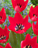 Tulipa 'Trick'