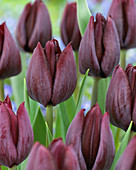 Tulipa 'Ronaldo'