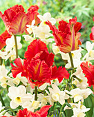 Tulipa 'Garden Fire'