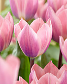 Tulipa 'Light and Dreamy'