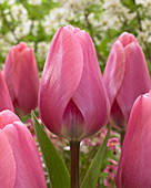 Tulipa 'Big Love'