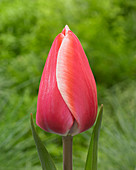 Tulipa Kelly