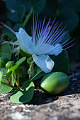 Capers with a flower