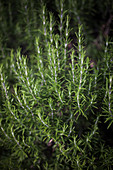 Rosemary in a garden