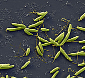 Campylobacter jejuni bacteria, SEM