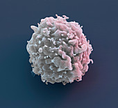 T lymphocyte white blood cell, SEM