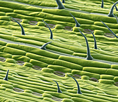 Wheat (Triticum sp.) leaf, SEM