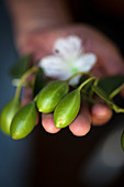 A hand holding fresh capers