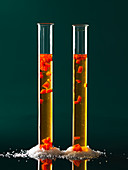 Saffron broth with floating pepper cubes (molecular gastronomy)