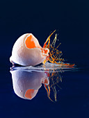 A 'lost egg' balloon (molecular gastronomy)