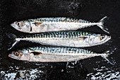 Three fresh mackerel fish