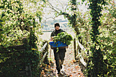 Woman walking towards camera, carrying blue crate with freshly harvested vegetables