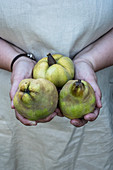 Person holding three quinces