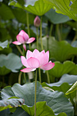 Rosa blühende Lotusblume