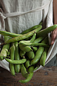 Hands holding fava beans in an apron