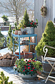 Winter terrace with sugarloaf spruce, skimmia and spurge in pots
