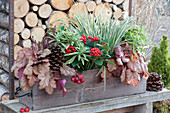 Wooden box with coral bells, spurge, dwarf calamus, skimmia and bud blooming heather