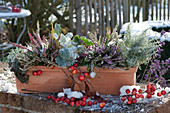 Box with 'Trio Girls' budding heather, ragwort 'Silver Gleam', ornamental apples as decoration