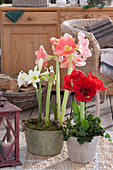 Amaryllis in different colours