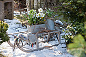 Christrosen, Schneeglöckchen und Winterling in Zinkjardiniere und Kanne auf Schlitten im Garten