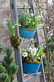 Christmas roses, snowdrops and Winter Aconite hung on wooden ladders to save space