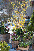 Witch hazel, Christmas roses, spring roses, and snowdrops in baskets and wooden boxes