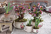 Lenten roses and snowdrops in grandma's rose dishes