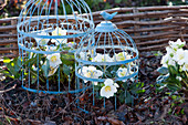Christmas roses in a flower bed under decorative cages