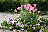 Tulips 'Dynasty' with Bergenia 'Snow Queen' in the spring bed