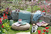 Sitzplatz im Frühlingsgarten mit Hund Zula