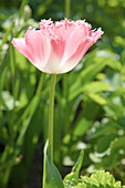 Pink blooming tulip