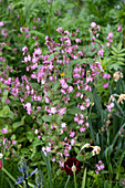 Red campion