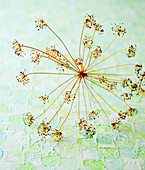 Dried dill blossoms