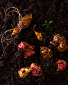 Jerusalem artichoke tubers in soil