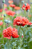 Schlafmohn mit gefüllten Blüten