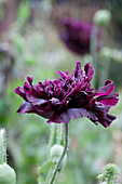 Papaver somniferum Black Peony