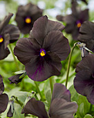 Viola 'Molly Sanderson'